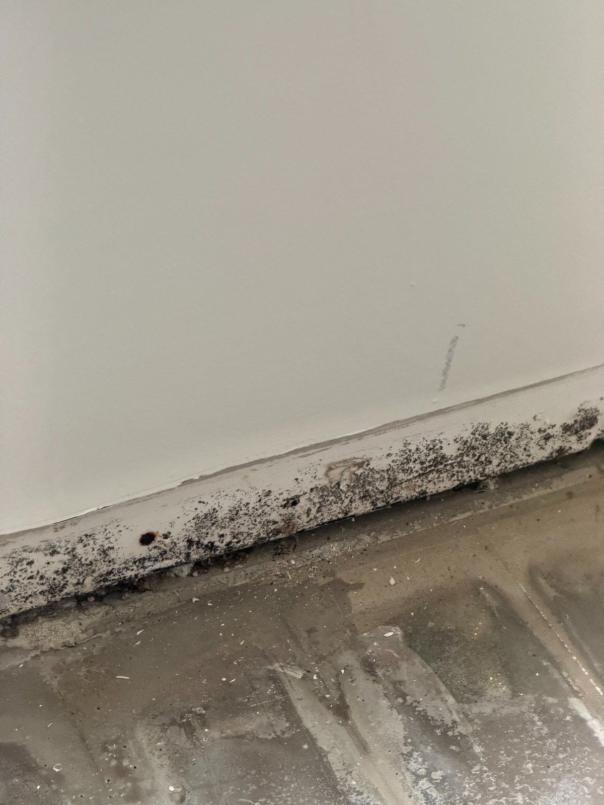 Visible fungal like growth along lower wall during mold inspection in Plantation FL.