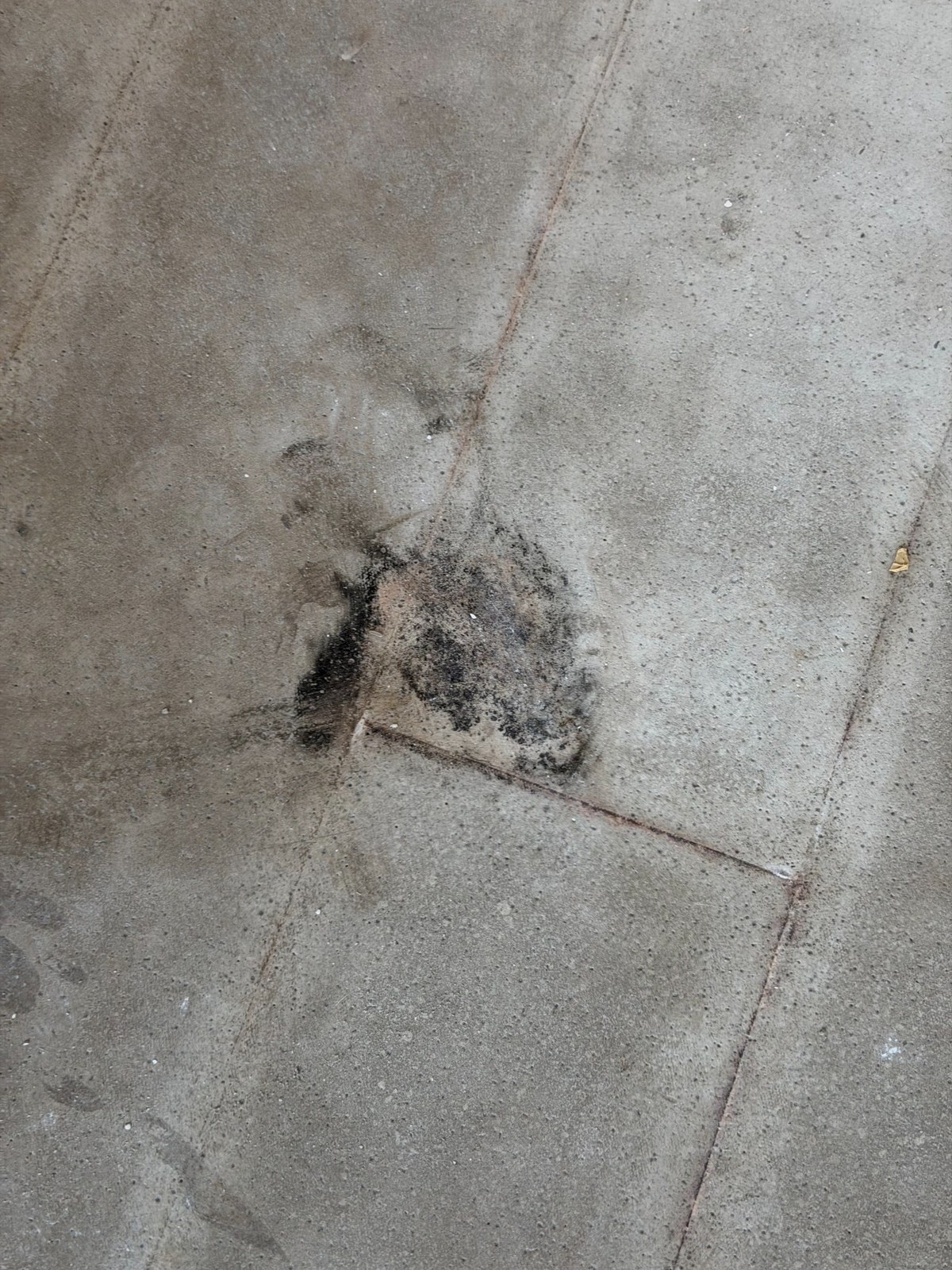 Localized surface staining on exposed flooring during Plantation mold inspection.